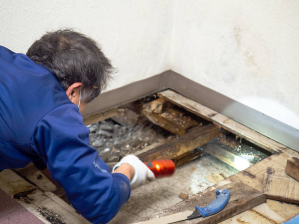 Attic Mold Removal in Dallastown, PA