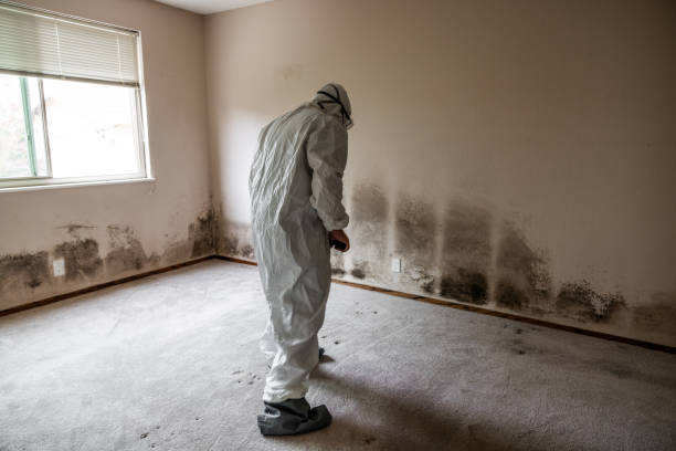 Best Mold Remediation Experts  in Dallastown, PA