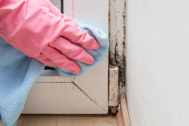 Best Home Mold Removal  in Dallastown, PA
