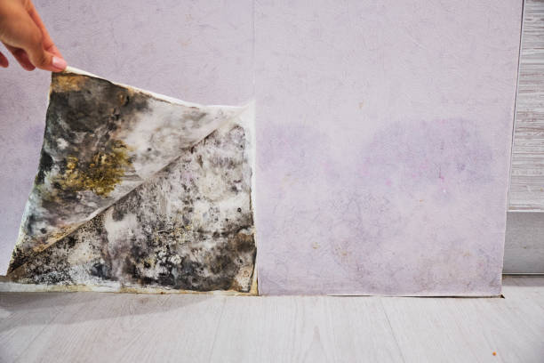 Best Certified Mold Removal  in Dallastown, PA